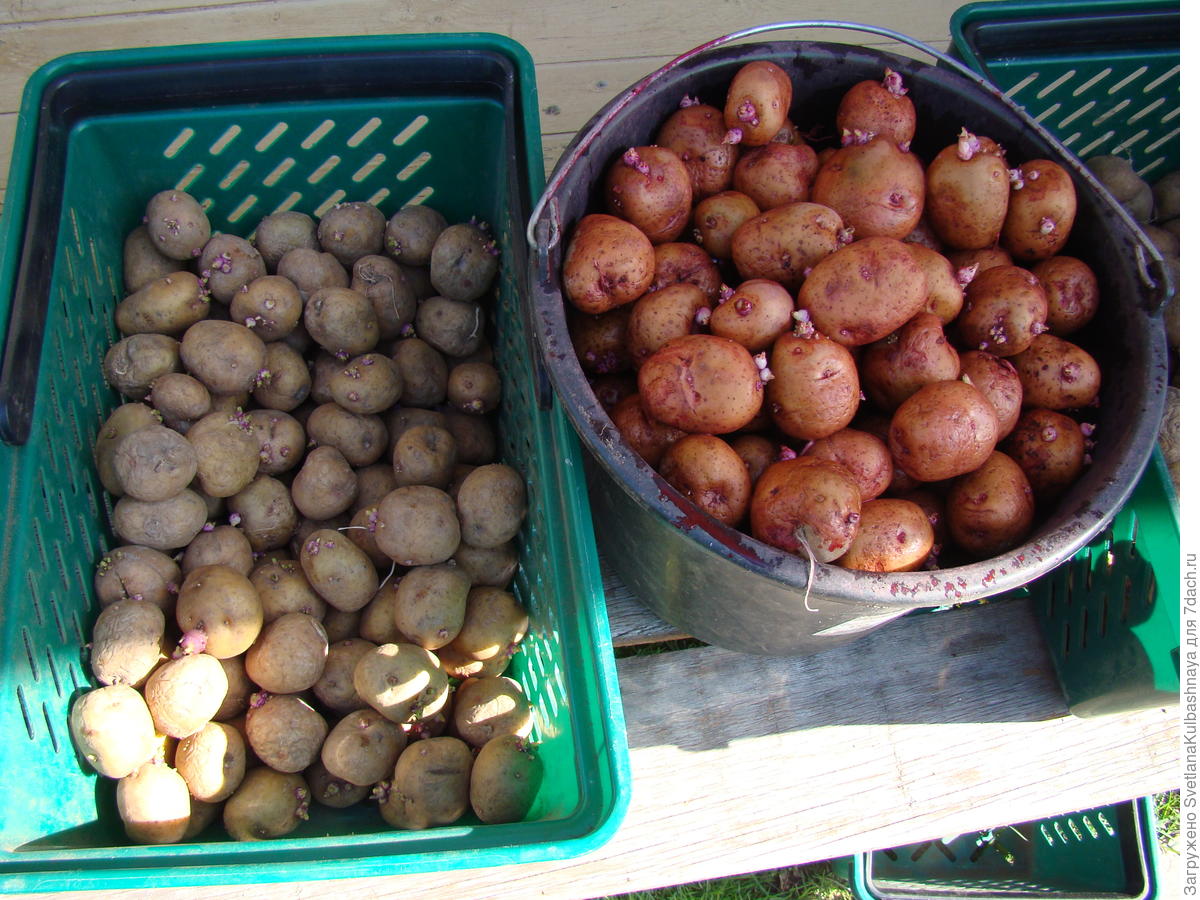 Сорт картофеля «Бриз»обработка клубней перед посадкой