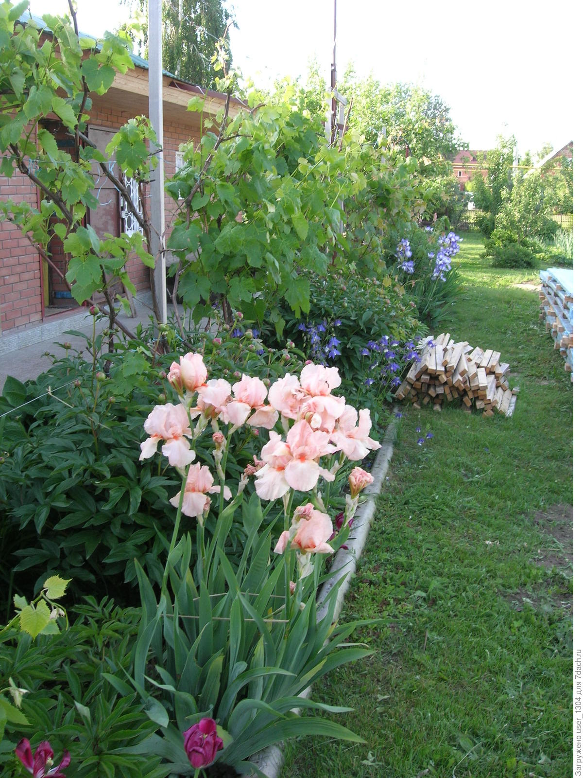 Под виноградом