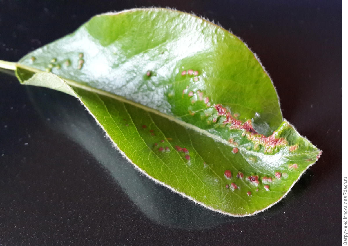 Пупырышки на листьях груши фото лечение