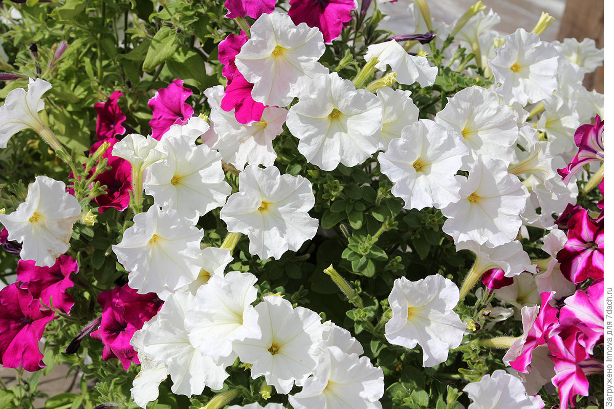 Проверенные сорта петуний