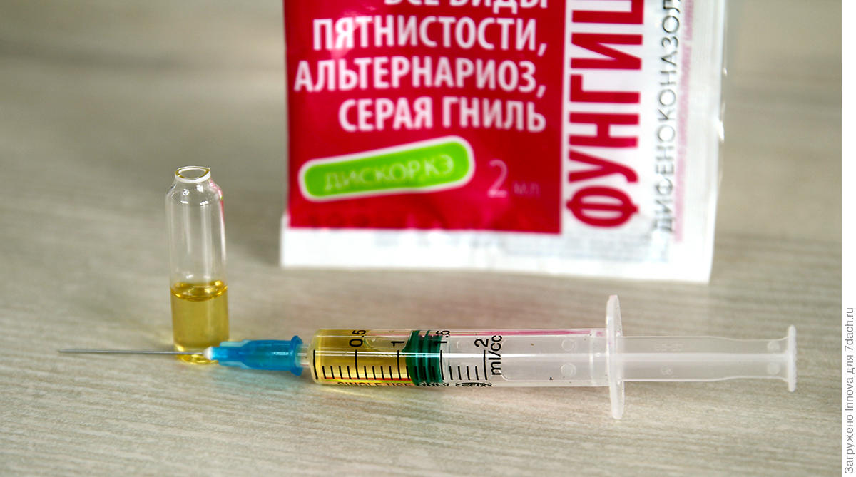 Посадка луковичных цветов осенью в открытый грунт