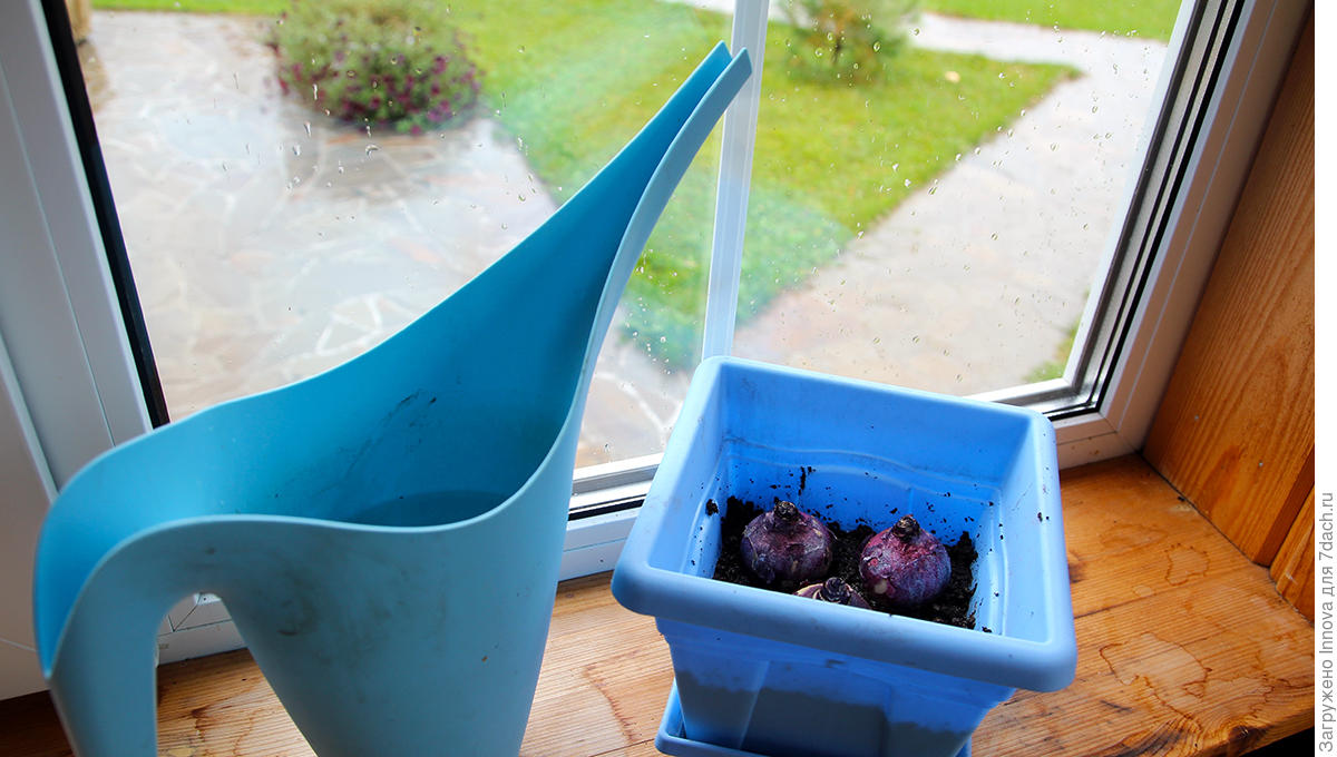 Посадка луковичных цветов осенью в открытый грунт