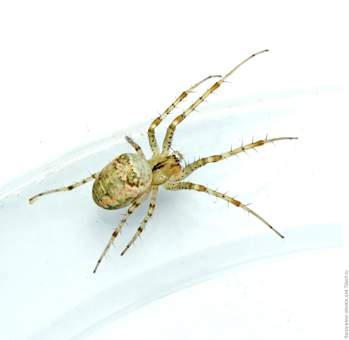 Parasteatoda tepidariorum