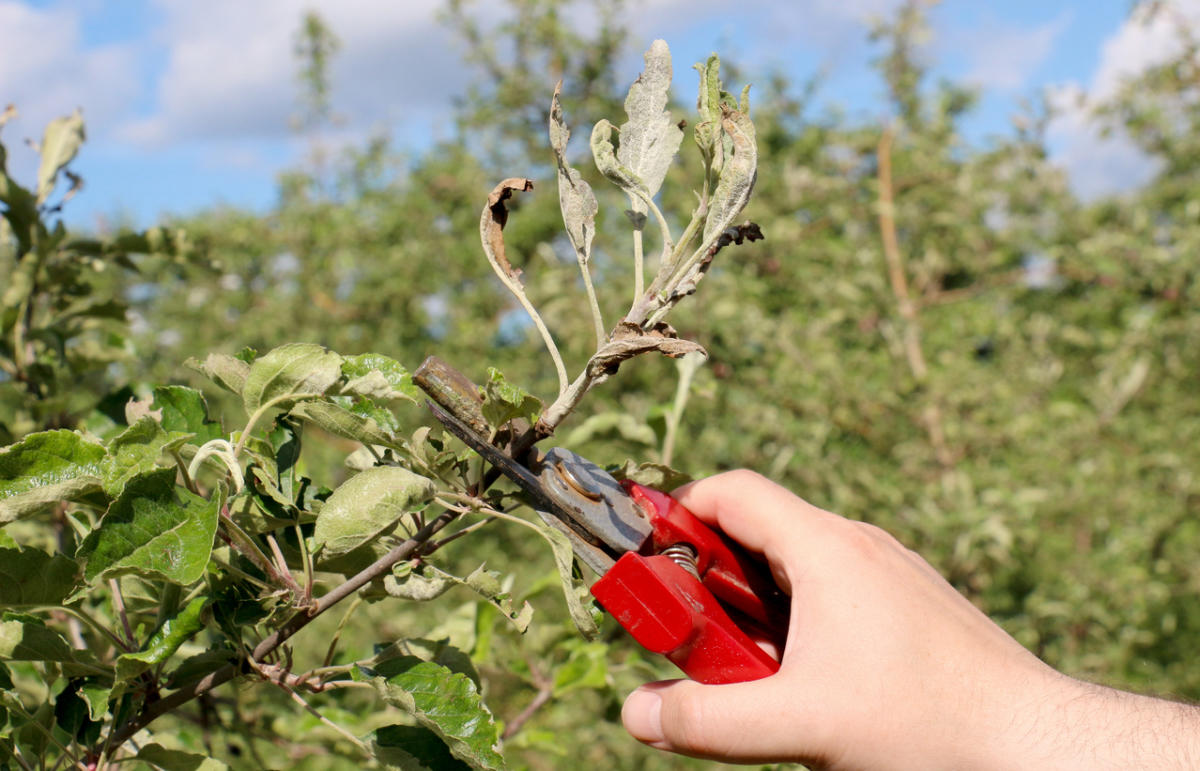 Как вырастить яблоню из веточки в домашних условиях с фото пошагово