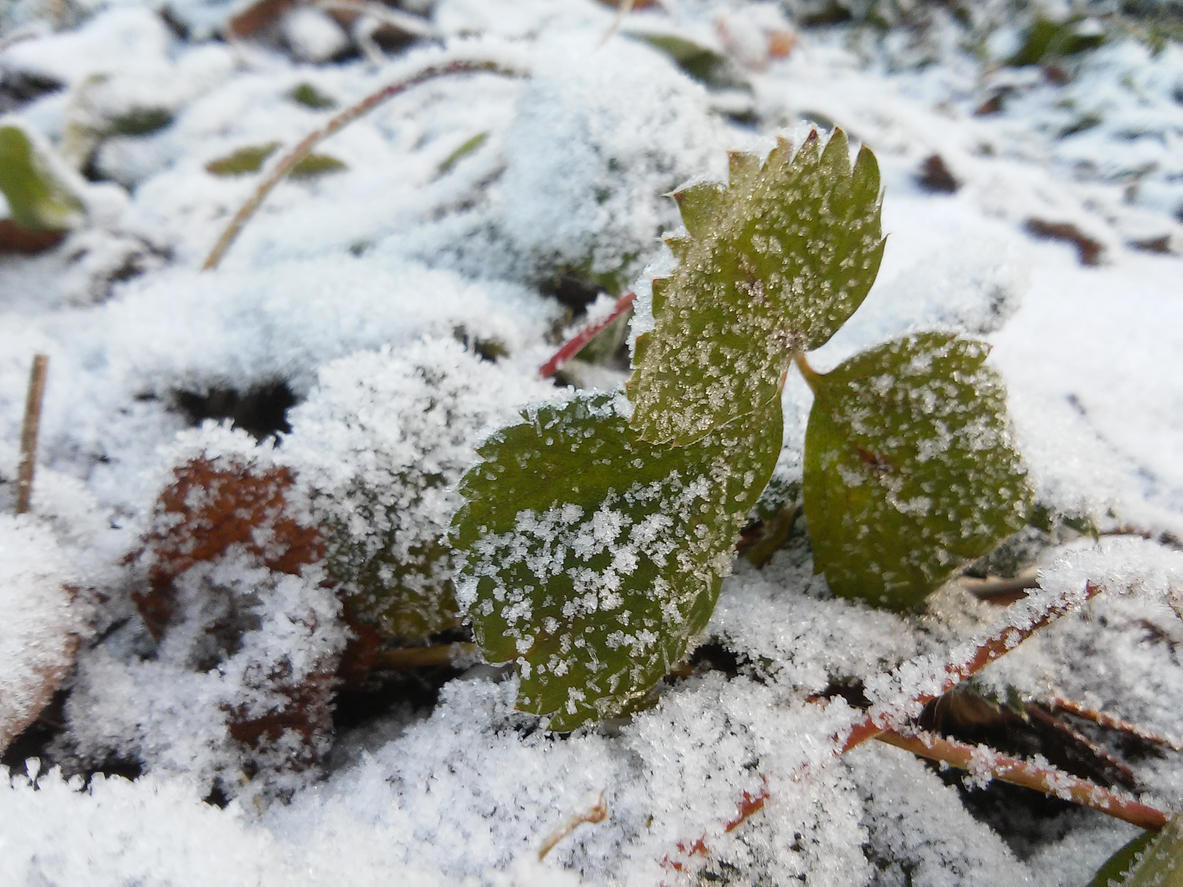 Весенние заморозки