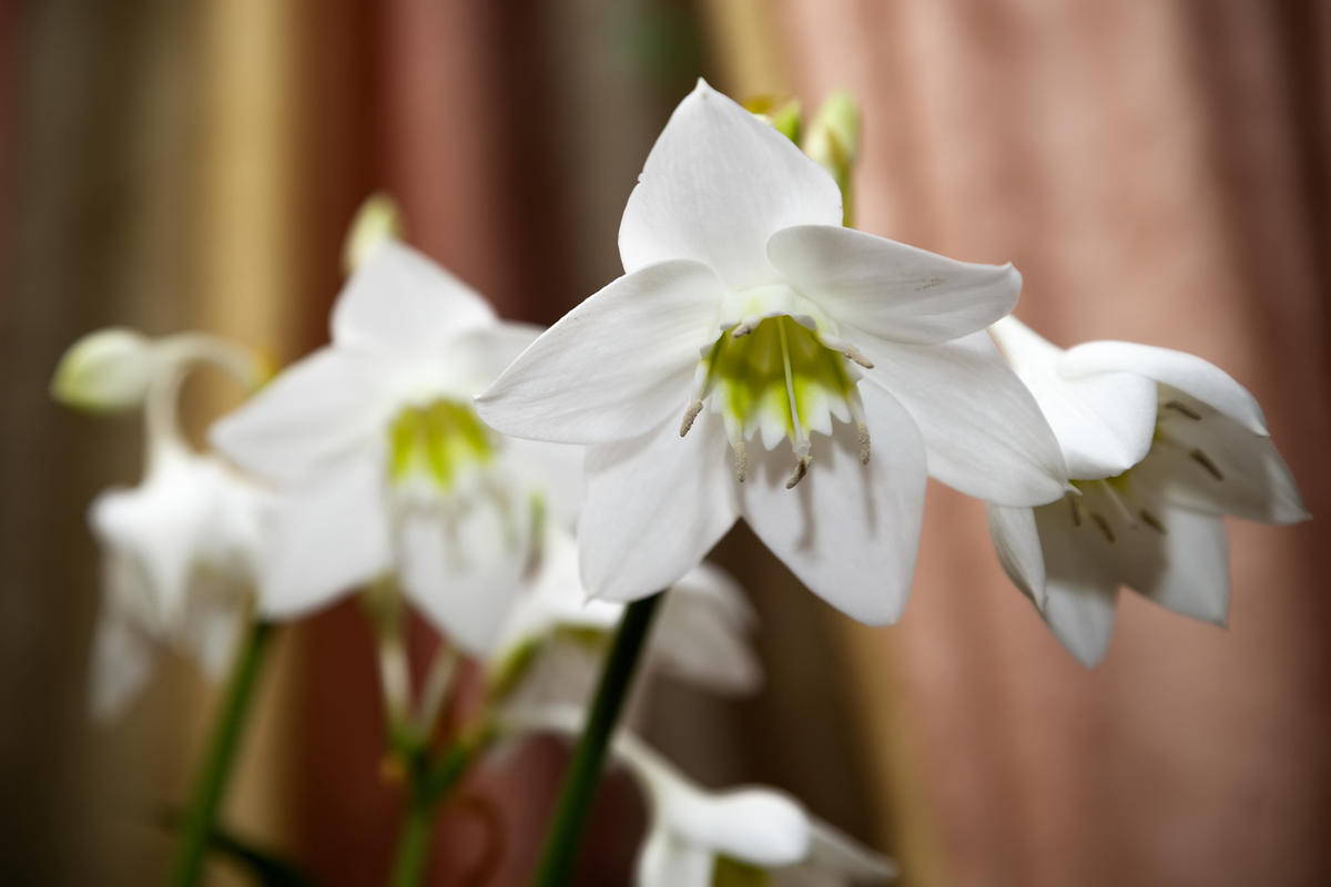 Eucharis Amazonica