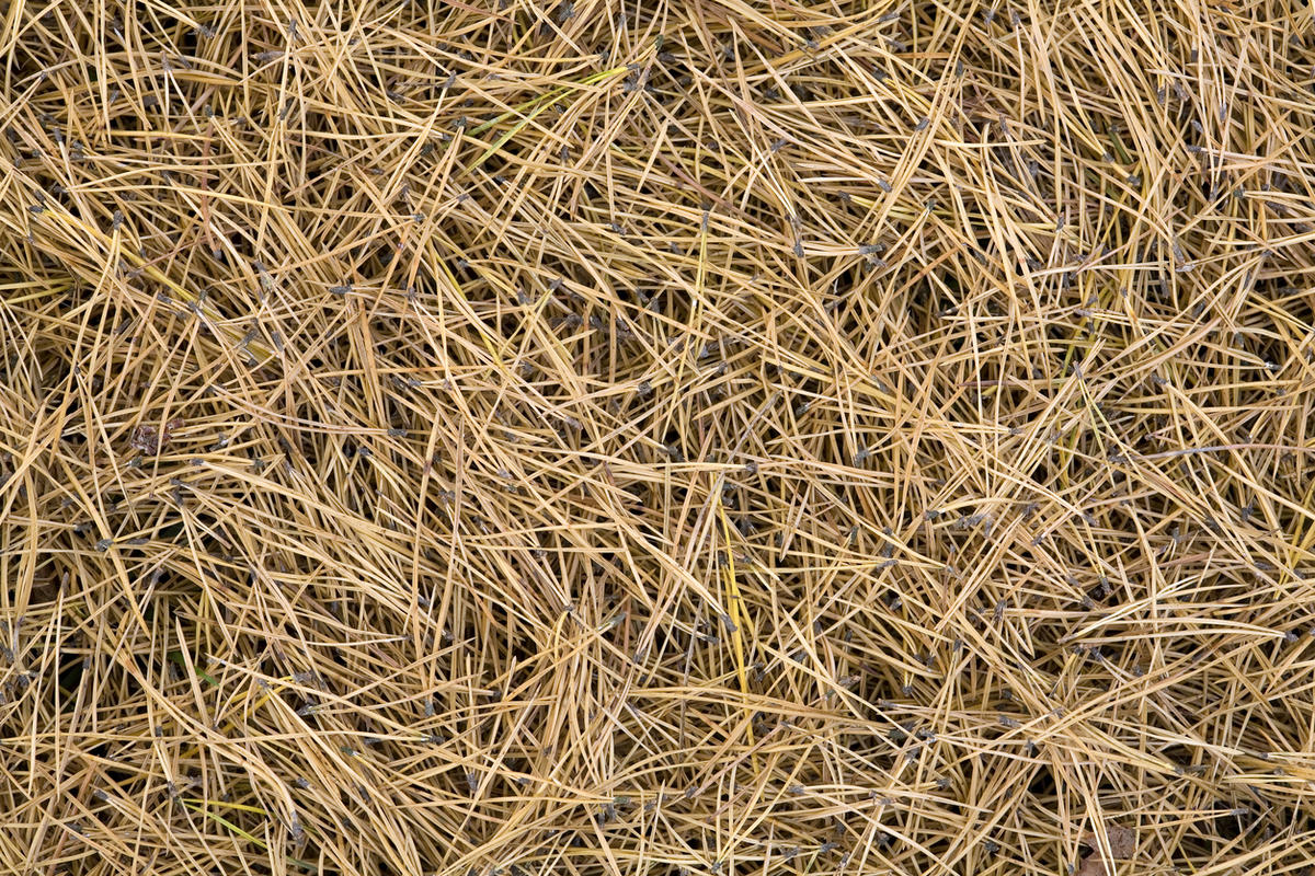 Луковая муха: что это такое и как с ней бороться