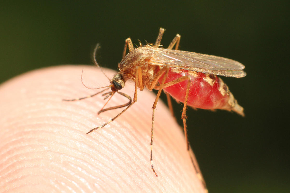 Кровососущие насекомые малярия
