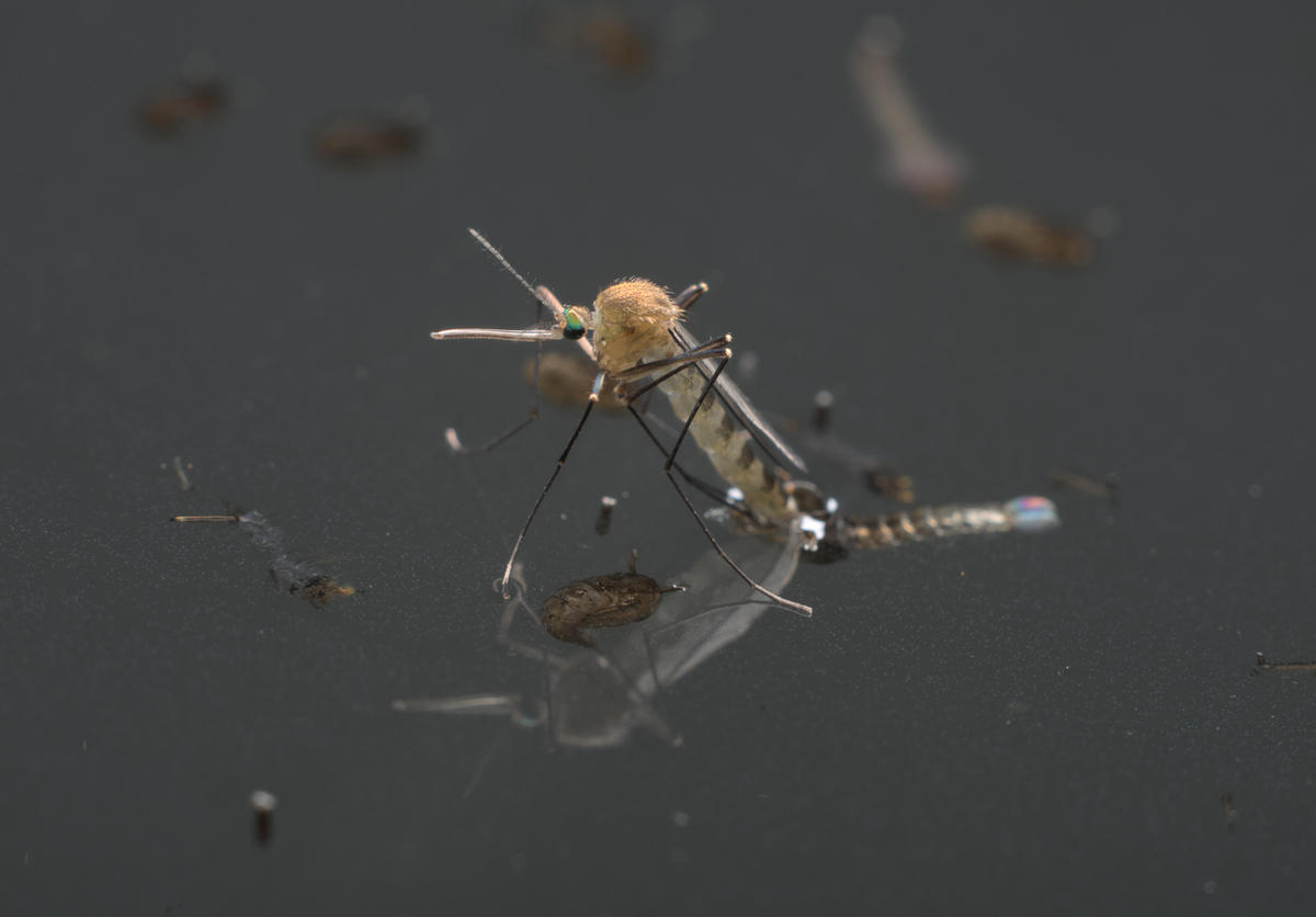 Кровососущие комары размножение. Вылупление комара. Culex pipiens куколка. Фототаксис насекомых. Вылупившиеся комары.