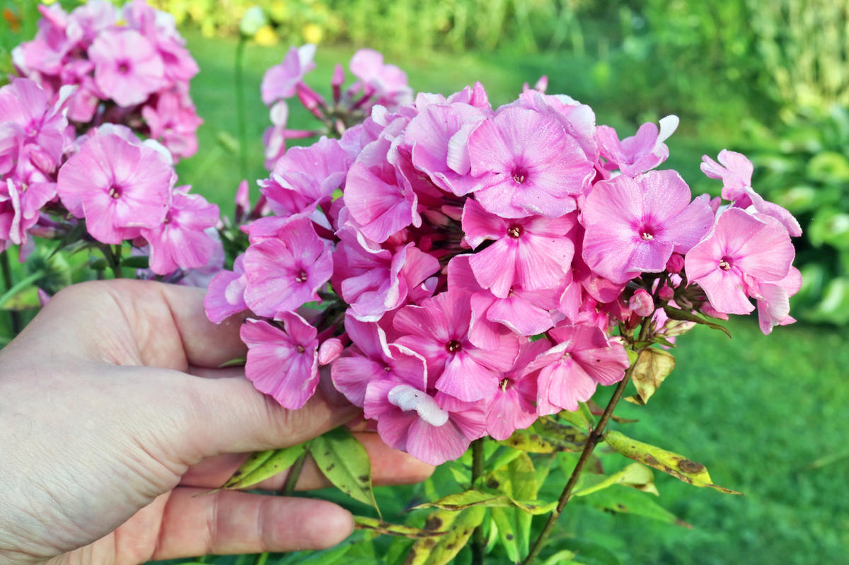 Флокс алиса фрейндлих фото