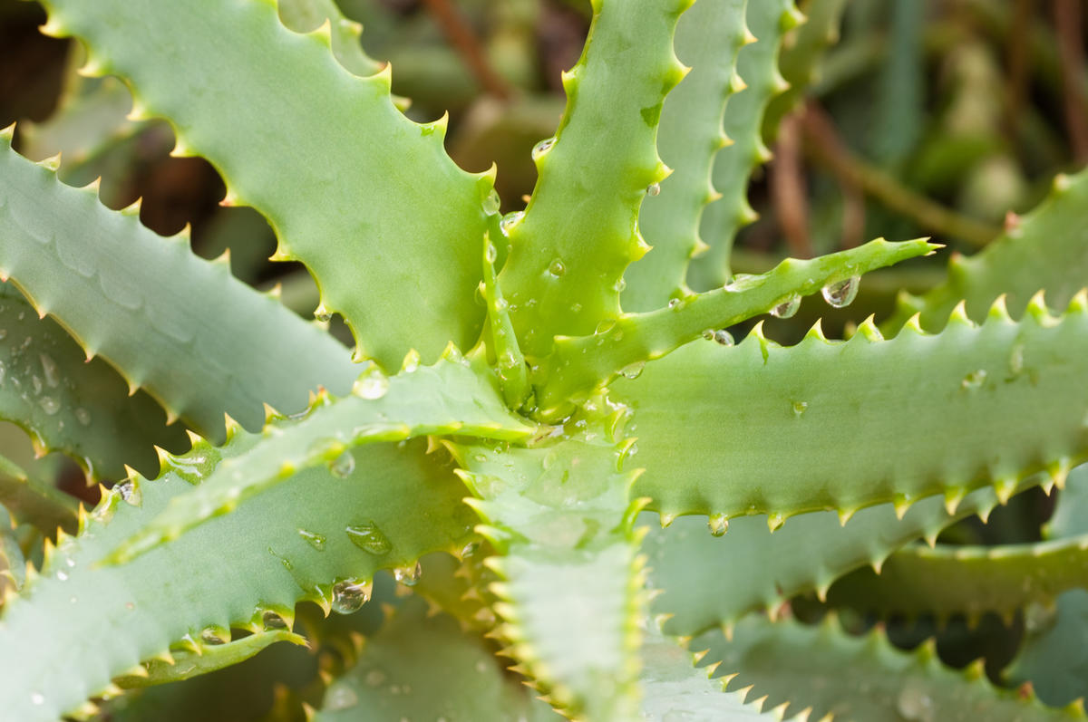 Алое внутри. Алоэ древовидное столетник. Алоэ древовидное (Aloe arborescens). Алое древовидное столентий. Алое древовидное (Aloё arborescens).