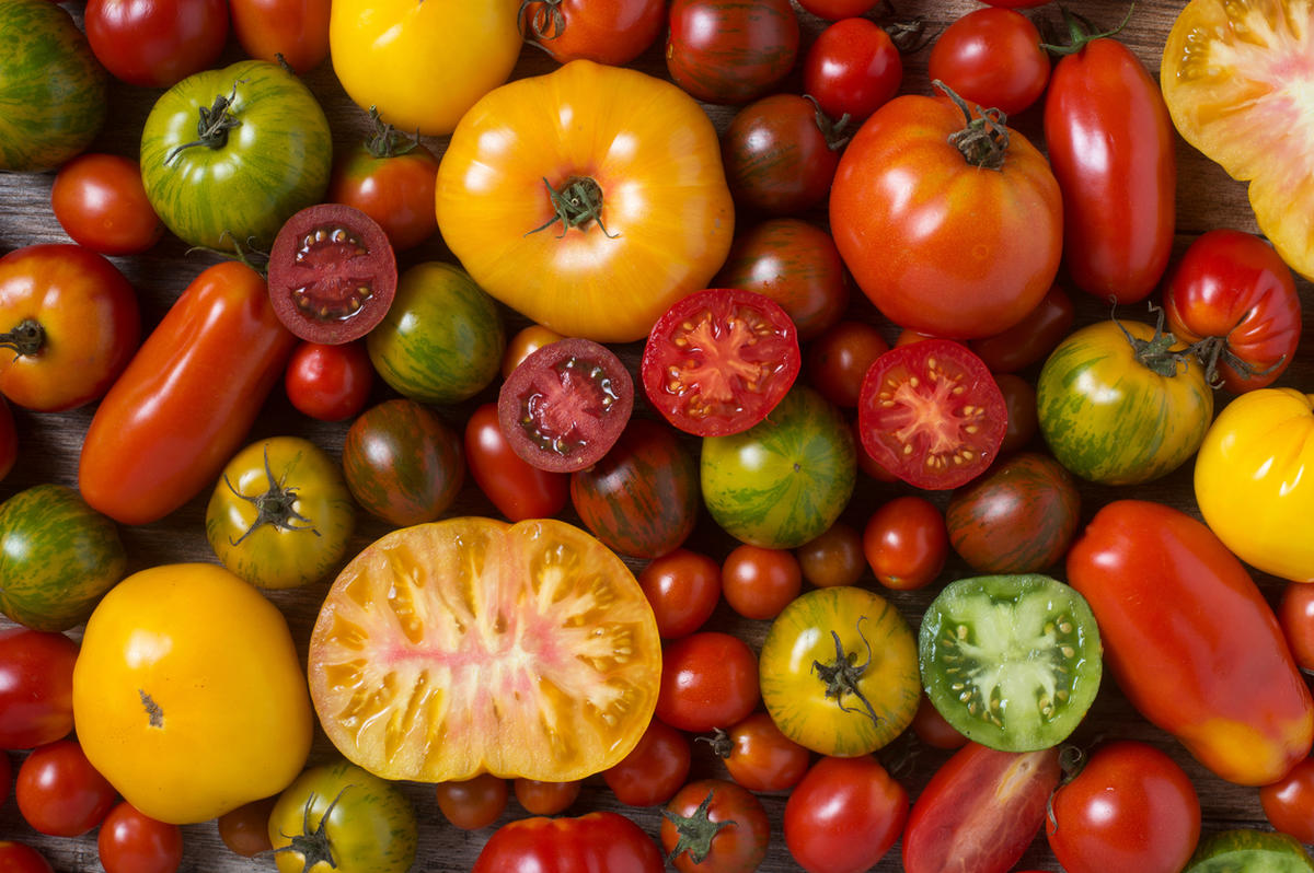 помидоры пузата хата отзывы фото урожайность