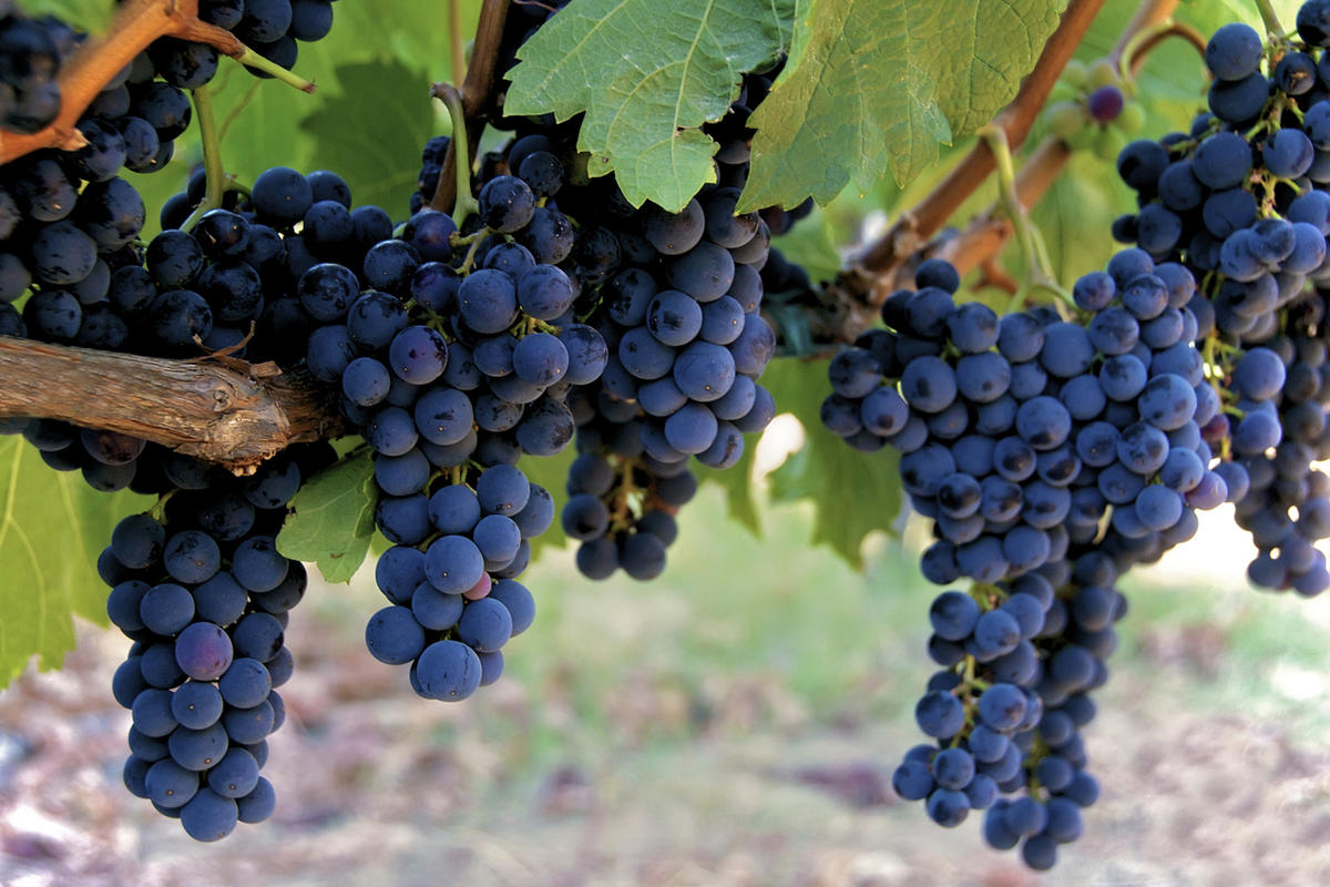 Какой сорт винограда лучше выращивать в средней полосе?