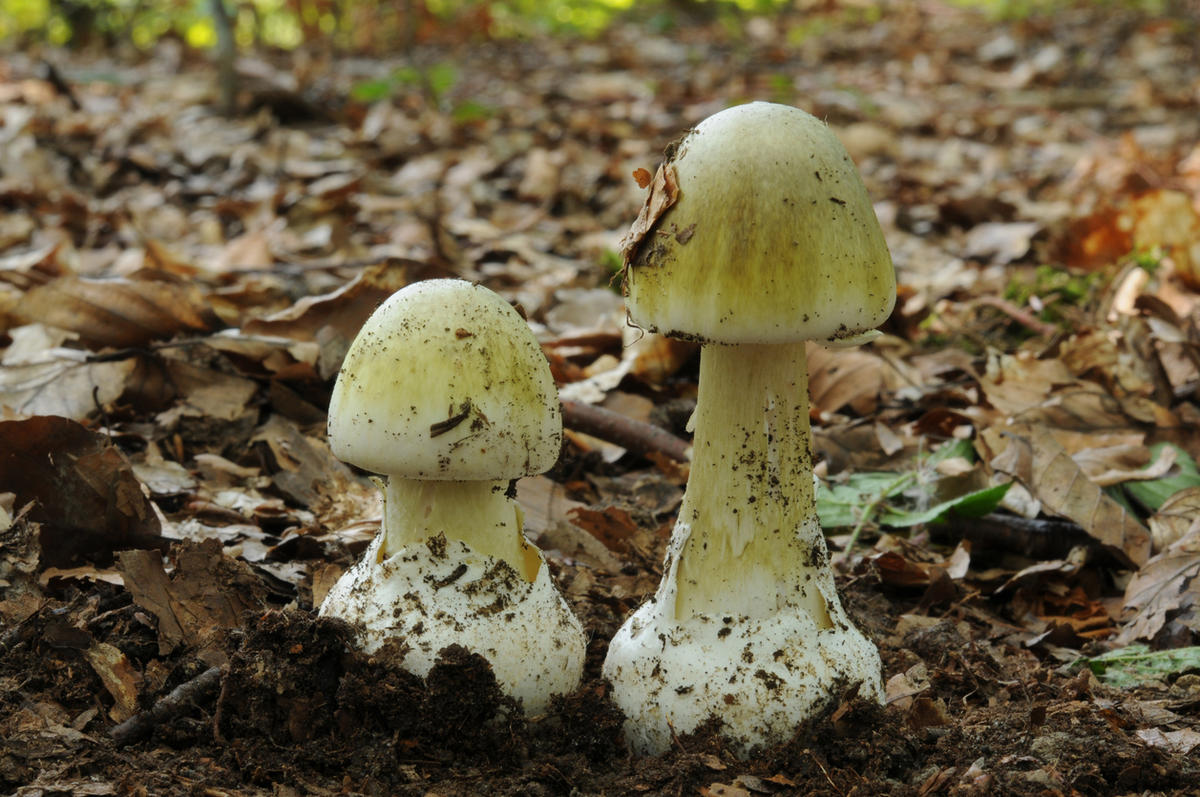грибы похожие на бледную поганку фото