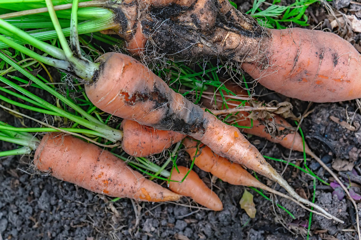 Морковная Муха на моркови