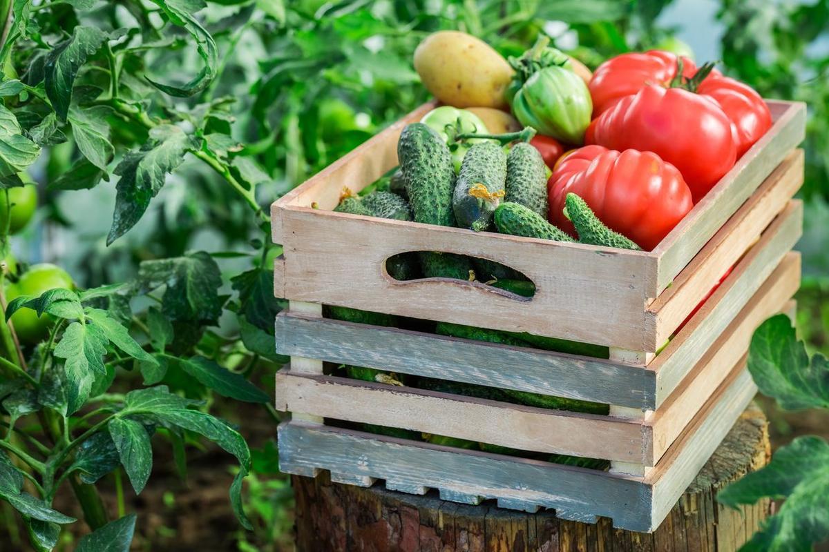 Как вырастить Здоровые овощи
