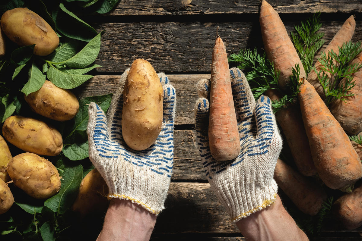 Как хранить овощи зимой без погреба: в земле и дома