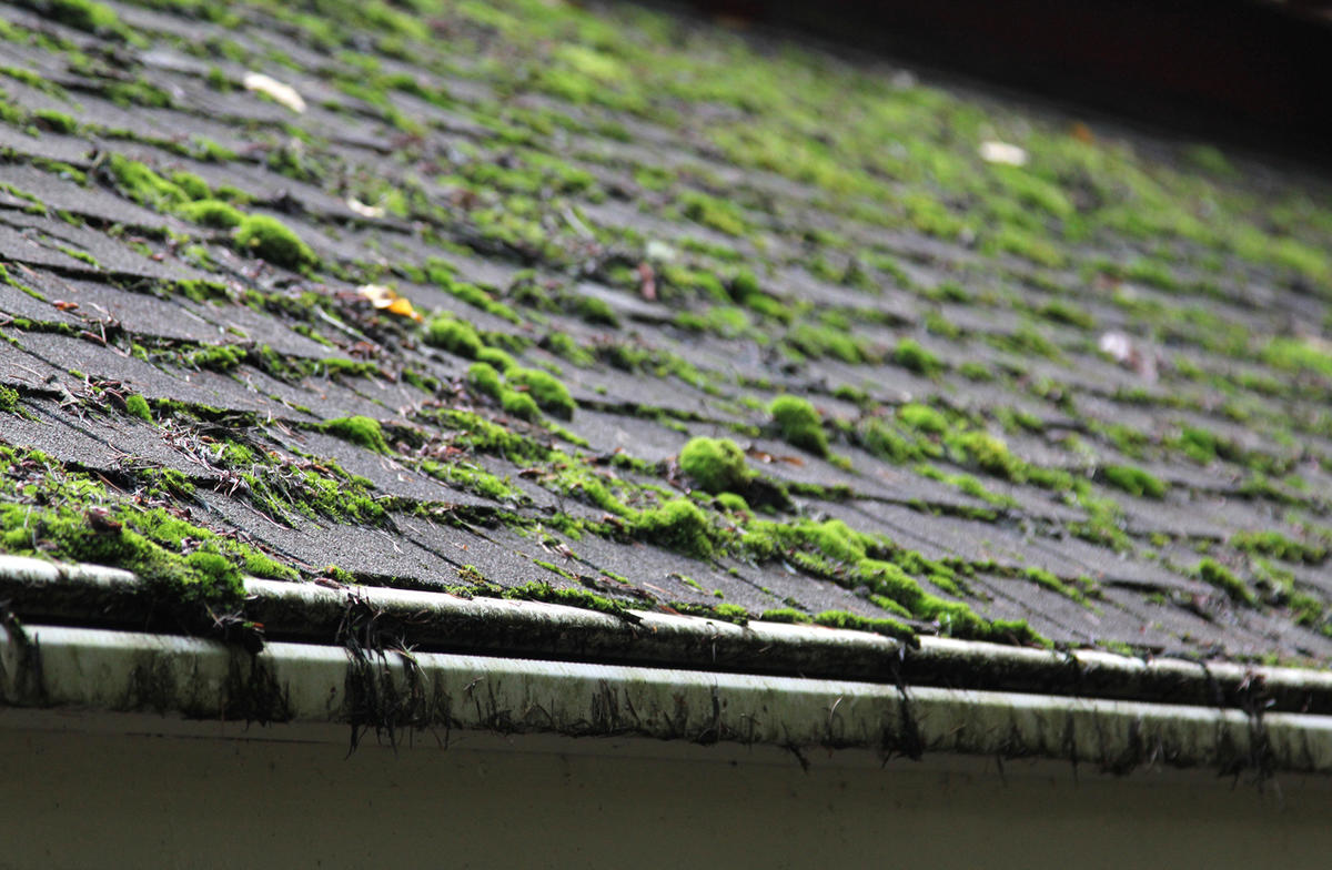 Remove Moss from Shingle Roof