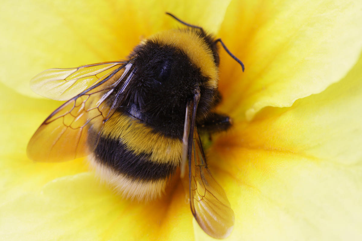 Шмели в саду: польза, привлечение, бомбидарий Королева Бензоколонки Пчелы.