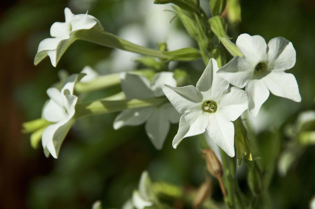 Nicotiana alata Aztec White