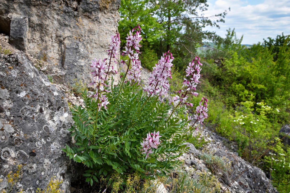 Ясенец кавказский ядовитое растение фото и описание