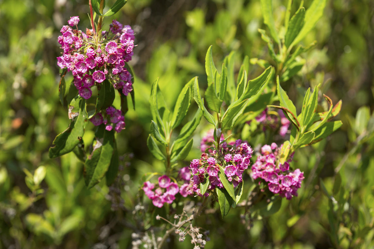 Kalmia polifolia