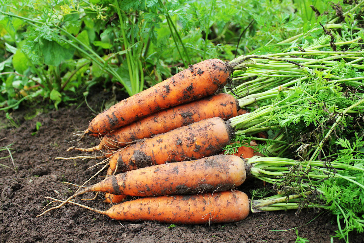 Как получить свои семена моркови