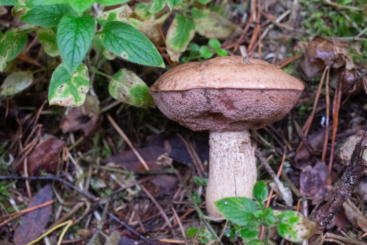 Несъедобные трубчатые грибы