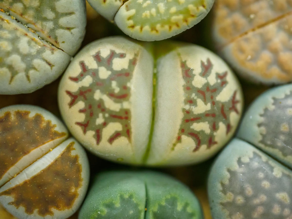 Литопсы в домашних условиях: как правильно ухаживать за «живыми камнями»