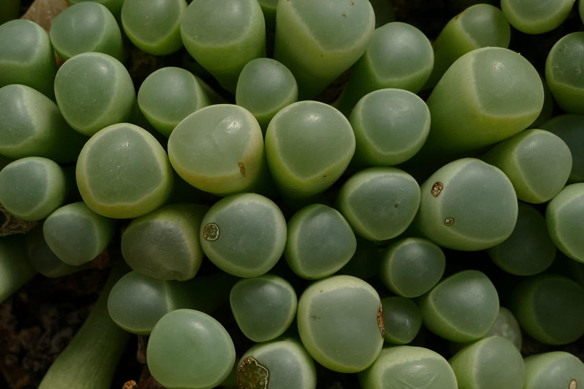 Литопсы в домашних условиях: как правильно ухаживать за «живыми камнями»