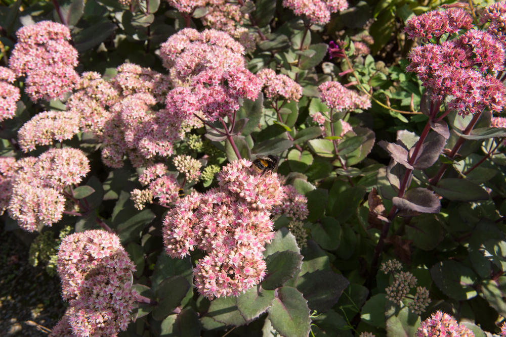 Очитки садовые: зимостойкие сорта, фото и названия