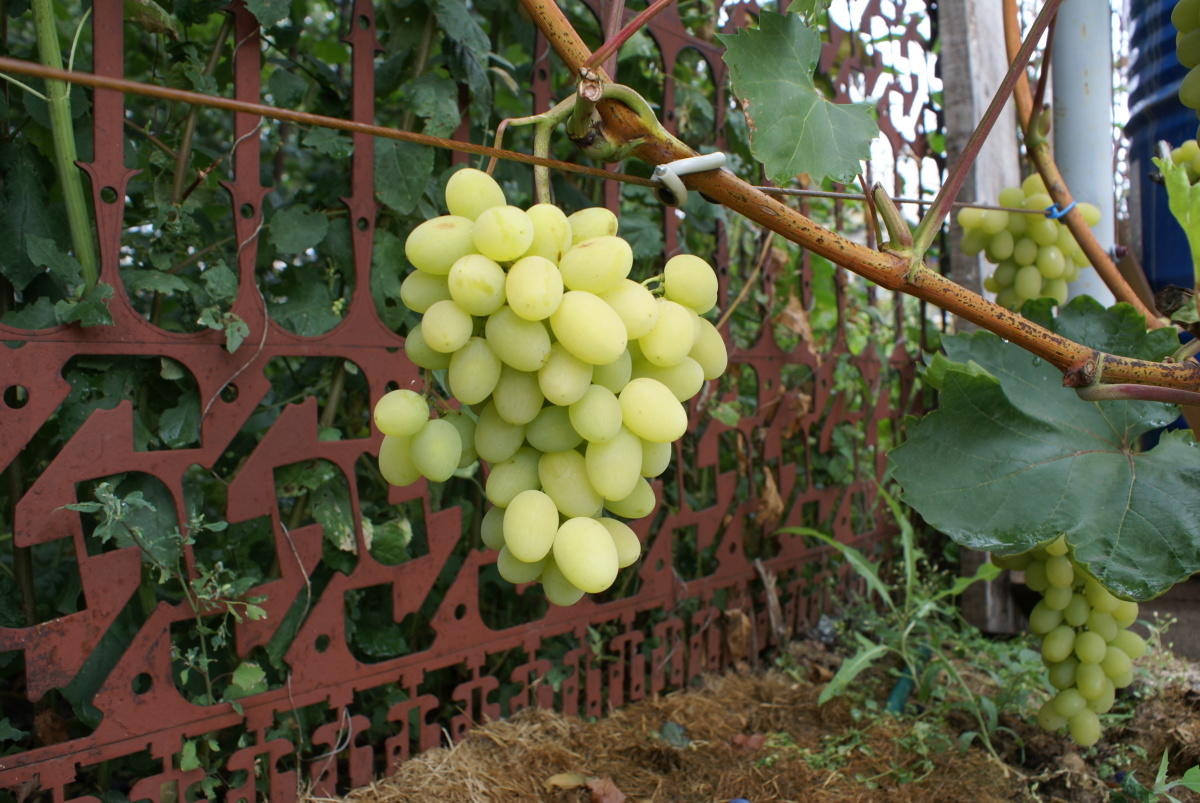 Расстояние между шпалерами для винограда фото