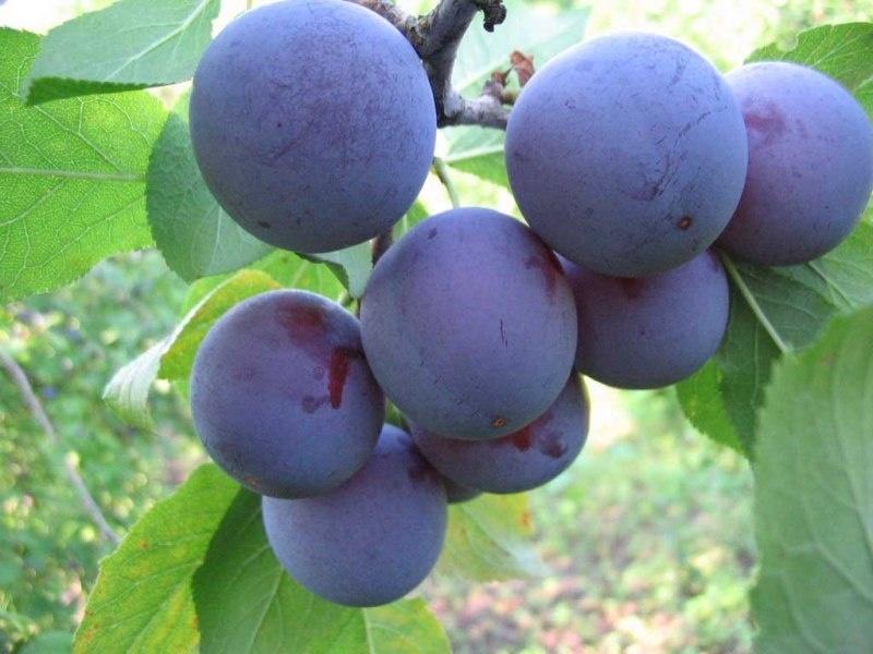 Сорта сливы | saglikfit.com