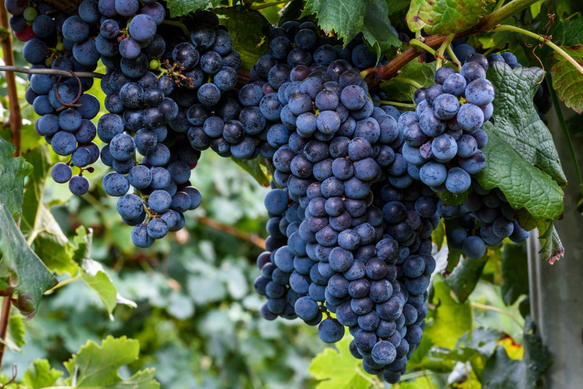 Лучшие темные сорта винограда: посадка и уход