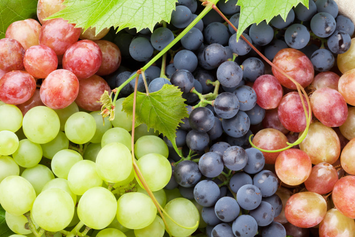 Лучшие сорта синего винограда: посадка и уход