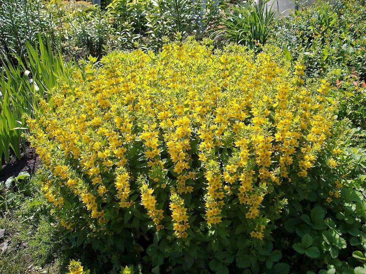 Цветы Желтые Вербейник