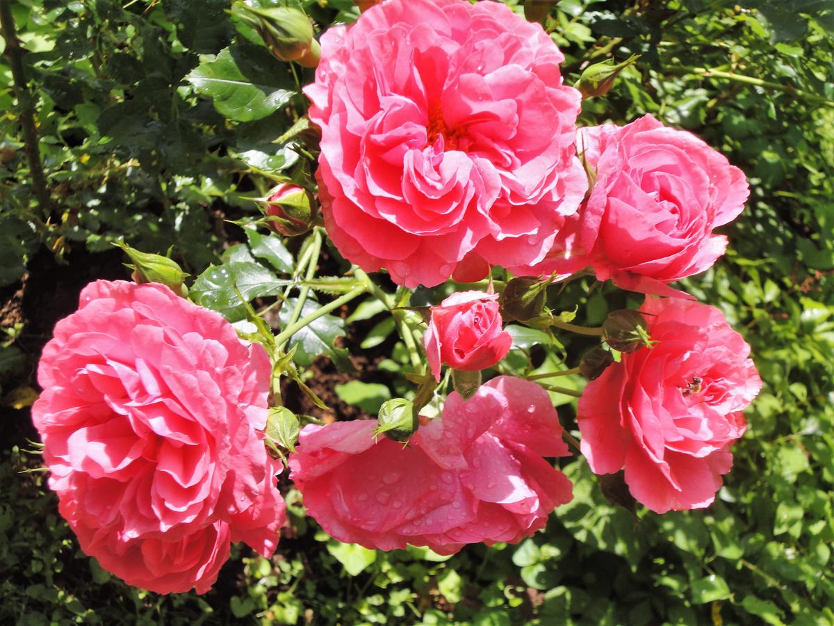 Какие розы самые неприхотливые и зимостойкие для Карелии