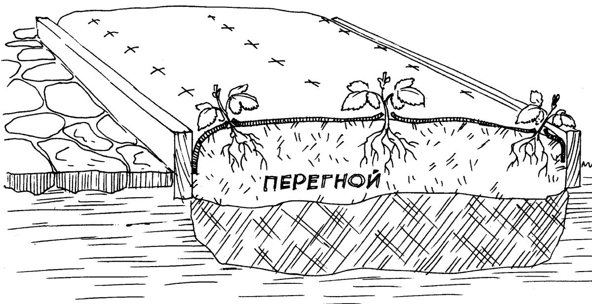 Схема посадки клубники на агроволокно под капельное орошение