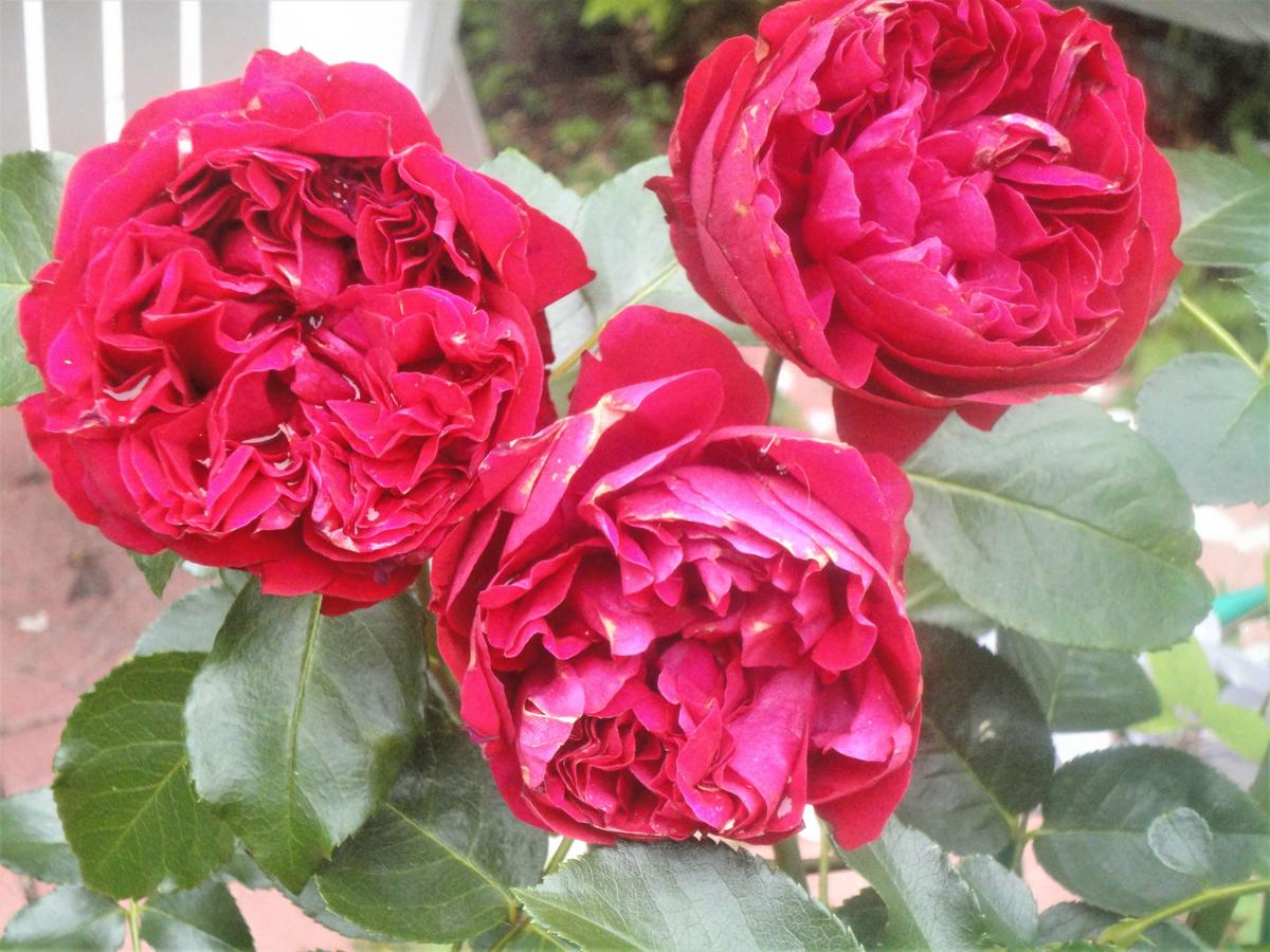 Шрабы розы лучшие сорта: посадка и уход