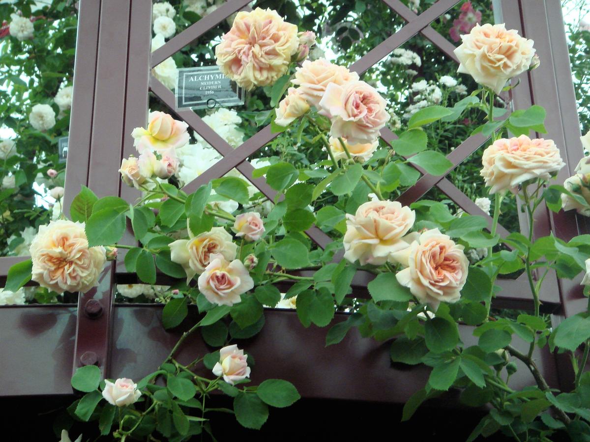 Шрабы розы лучшие сорта: посадка и уход