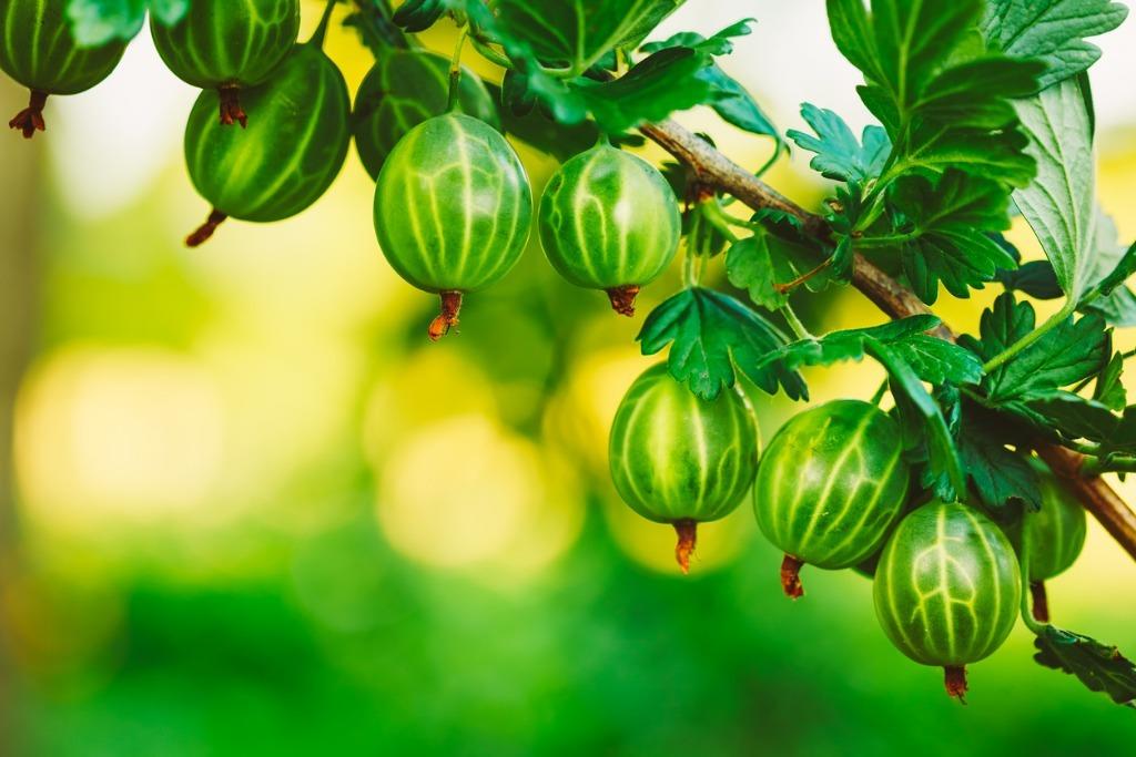 Фото Крыжовника Зимой