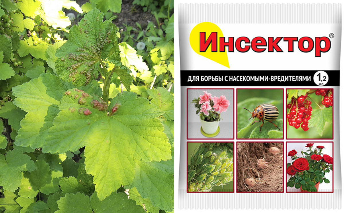 Как избавиться от тли на смородине