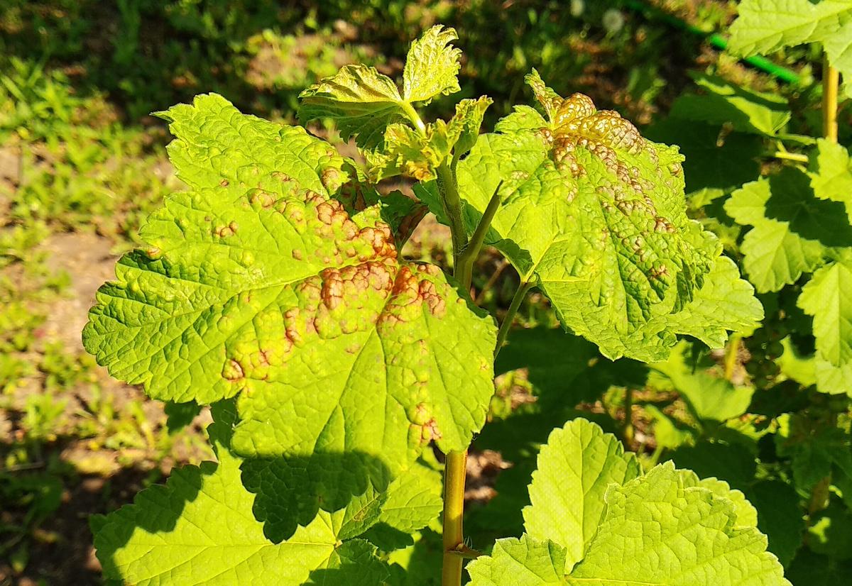 Как избавиться от тли на смородине