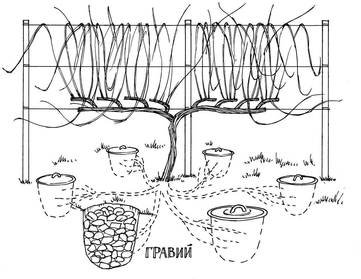 Капельный полив яблони схема