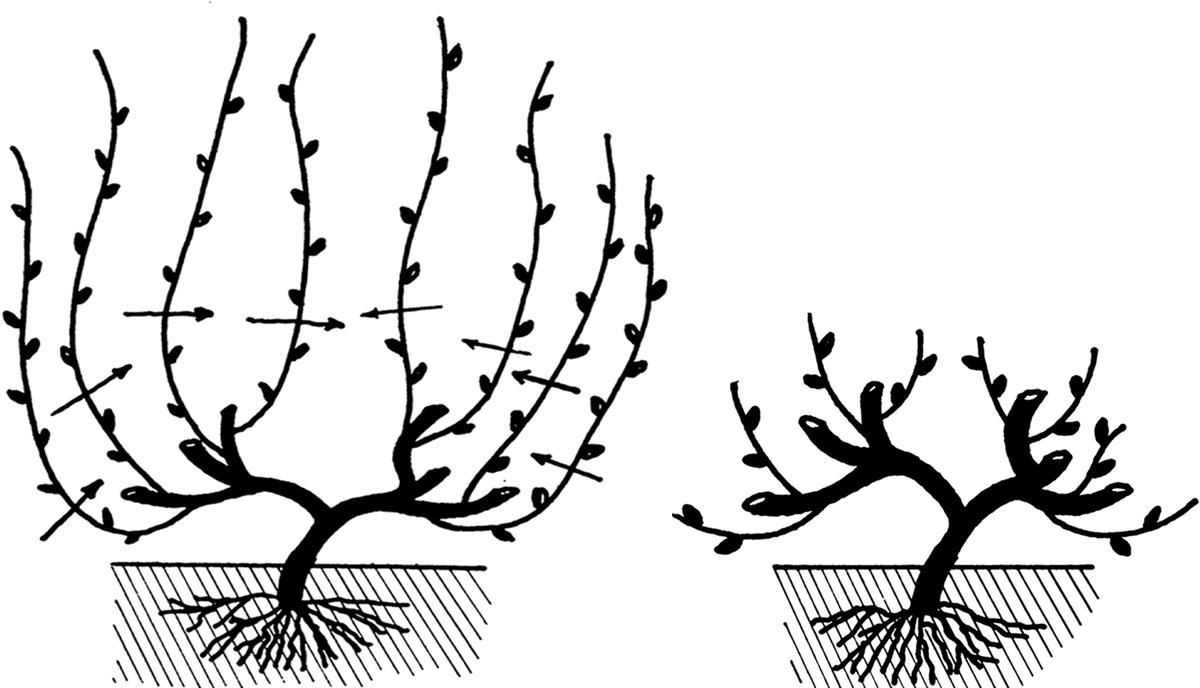 Схема обрезки винограда по годам рисунки
