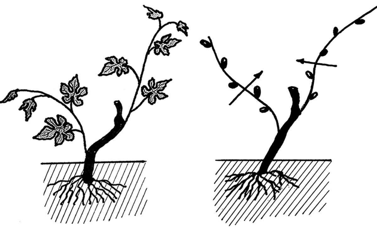 Формирование винограда схема самая простая весной