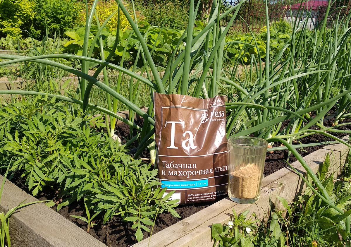 Чудесные насекомые