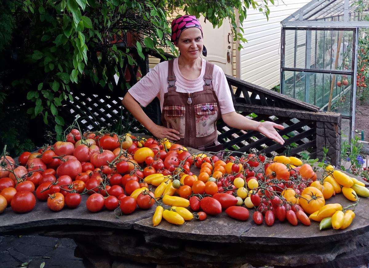 Как формировать низкорослые томаты в теплице пошаговое фото для начинающих
