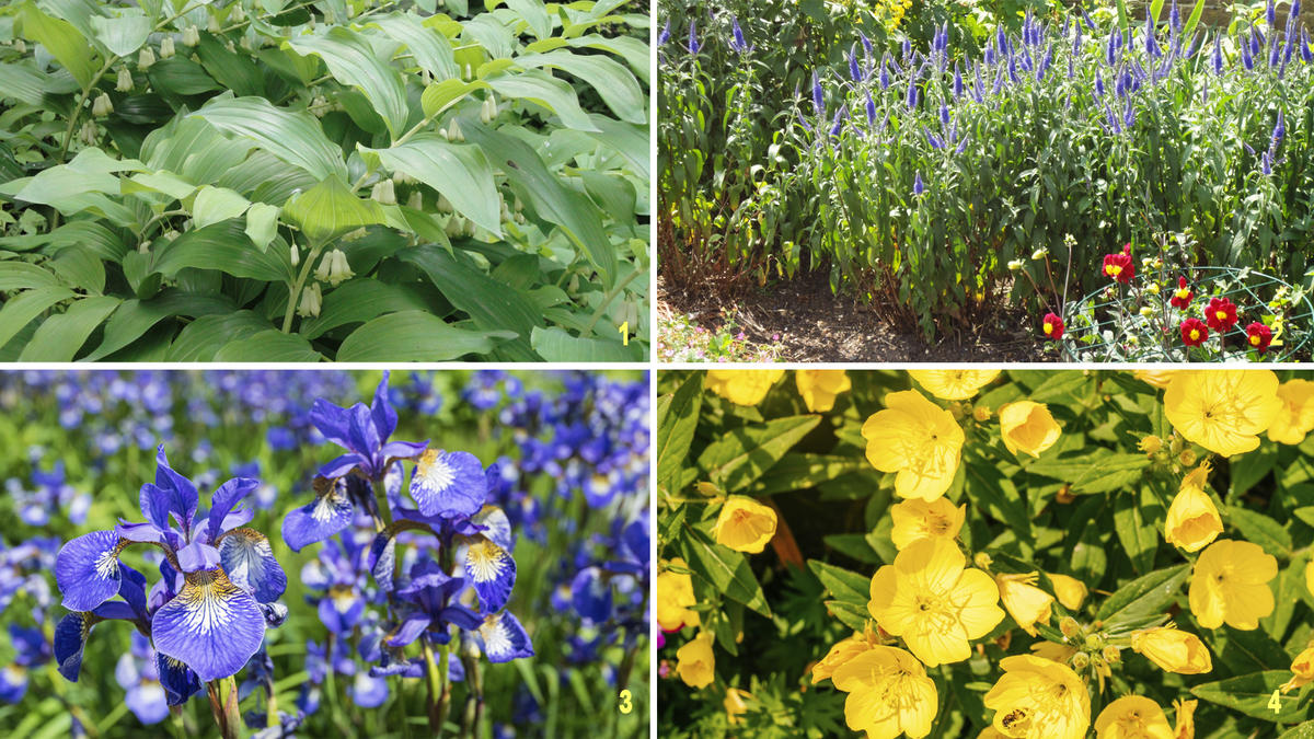 травы агрессоры в саду. живучка туркестанская. растения агрессоры. молочай вербейник. цветы агрессоры многолетние.