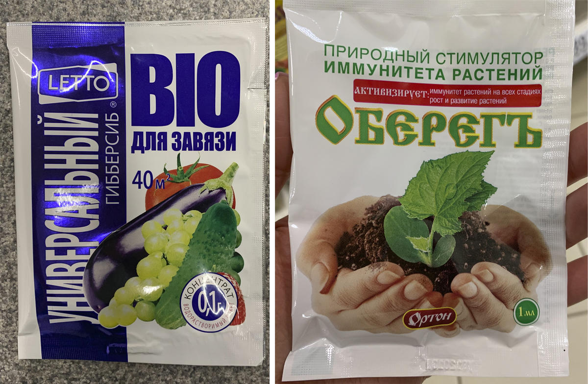 Здоровая рассада: как укрепить, чем обработать от черной ножки и вредителей